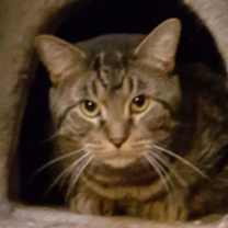 adopt-pet