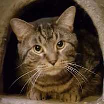 Thumbnail photo of Hank #2