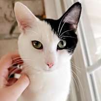 Thumbnail photo of Patch $50 #1