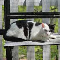 Thumbnail photo of Patch $50 #2