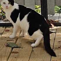 Thumbnail photo of Patch $50 #3