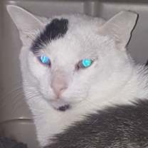 adopt-pet