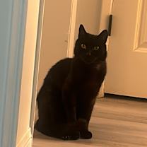 Thumbnail photo of Echo #3