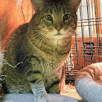 adopt-pet