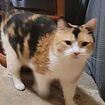 adopt-pet