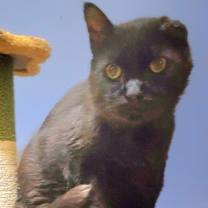 adopt-pet