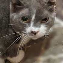 adopt-pet