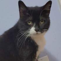 adopt-pet
