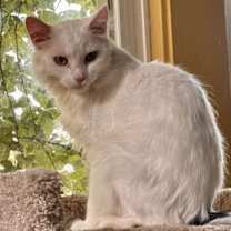 adopt-pet