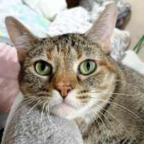 Thumbnail photo of Clove #1
