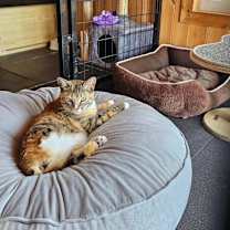 Thumbnail photo of Buttercup #2