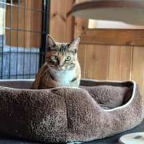 Thumbnail photo of Buttercup #3