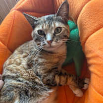 Thumbnail photo of Buttercup #4