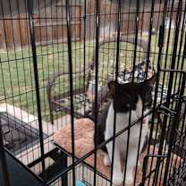 Thumbnail photo of Rocky #1