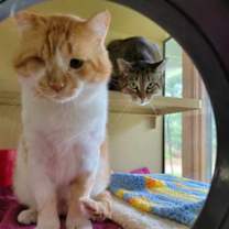 Thumbnail photo of Macaroni #3