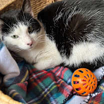 Thumbnail photo of Jada #1