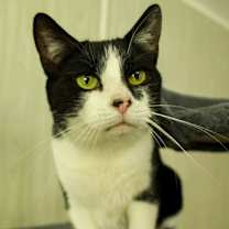 Thumbnail photo of Star #1