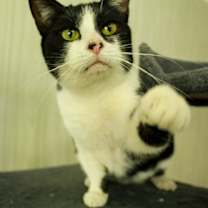 Thumbnail photo of Star #2