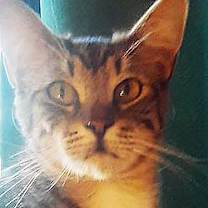 Thumbnail photo of Tiki #1