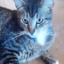 Thumbnail photo of Tiki #2