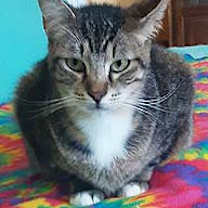 Thumbnail photo of Tiki #3