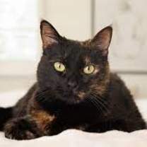 Thumbnail photo of Tamala #4