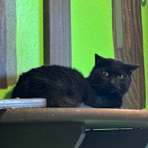 Thumbnail photo of Turk #1