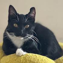 Thumbnail photo of Shaolin #1