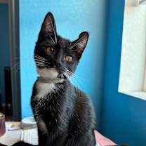 Thumbnail photo of Shaolin #2