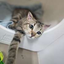 Thumbnail photo of Sundae #3