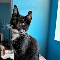 Thumbnail photo of Shaolin #3