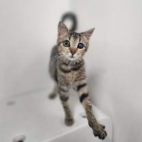 Thumbnail photo of Sundae #4