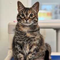 Thumbnail photo of Wally #1