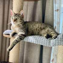 Thumbnail photo of Destiny #1