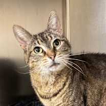 Thumbnail photo of MISTY #1