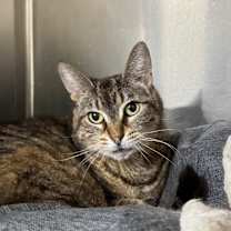 Thumbnail photo of MISTY #2