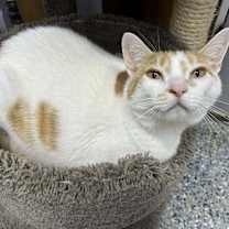 adopt-pet