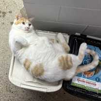 Thumbnail photo of Tiger #2