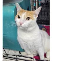 Thumbnail photo of Tiger #3