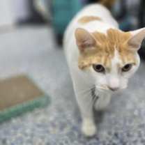 Thumbnail photo of Tiger #4