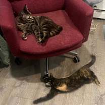 Thumbnail photo of Athena #3