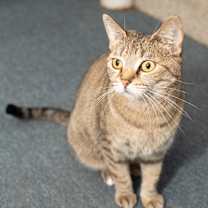 Thumbnail photo of Nova #1