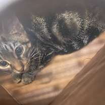 Thumbnail photo of Acai #2