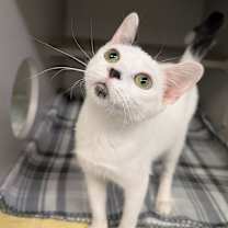 Thumbnail photo of Stream #1