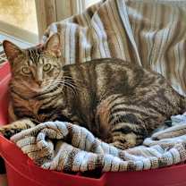 Thumbnail photo of Sully #1