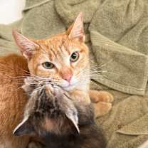 Thumbnail photo of Marigold #3