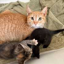 Thumbnail photo of Marigold #4