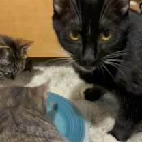 Thumbnail photo of Queen Latifah #3