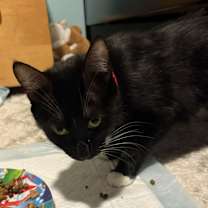 Thumbnail photo of Queen Latifah #4