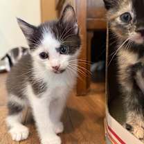 Thumbnail photo of Raffi #4